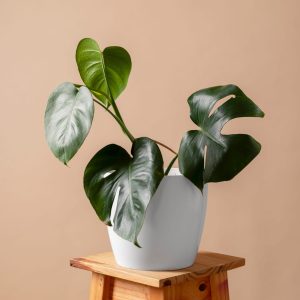 آگلونما (Chinese Evergreen)
